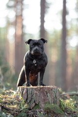 Beautiful purebred happy black brindle staffordshire bull terrier, blurred calm background, green spring grass. Close up pet portrait.