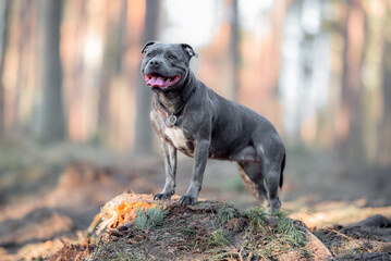 Beautiful purebred happy blue staffordshire bull terrier with open mouth standing, blurred calm...