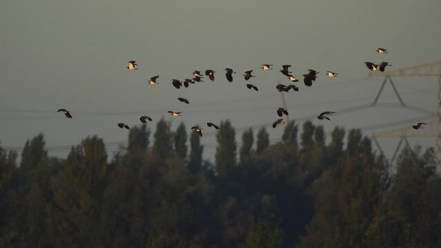 A flock of northern lapwing (Vanellus vanellus), also known as the peewit or pewit, tuit or tewit, green plover, or (in Ireland and Great Britain) pyewipe flying around whle passing electricity pylons