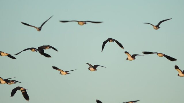 A flock of northern lapwing (Vanellus vanellus), also known as the peewit or pewit, tuit or tewit, green plover, or (in Ireland and Great Britain) pyewipe flying around