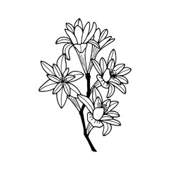 Tuberose flowers. Vector stock illustration eps10. Isolate on white background, outline, hand drawing.