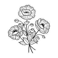 Anemone flowers, bouquet. Vector stock illustration eps10. Isolate on white background, outline, hand drawing.