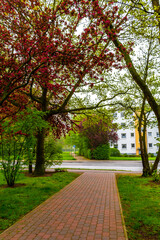 Natural panorama view walking path green plants trees forest Germany.