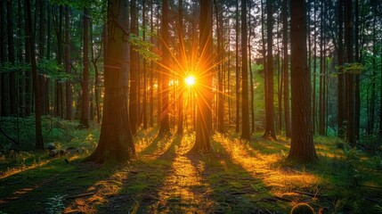 The sun shines through the dense forest, casting beams of light onto the forest floor through the leaves and branches of the trees.