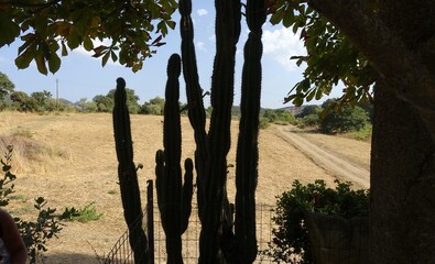 The silhouette of cactus plants in full bloom on a warm summer morning.