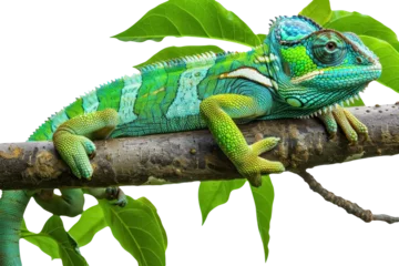 Foto op Aluminium vibrant green chameleon on branch isolated on transparent background  © BelhoMed