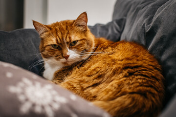 portrait of a red  cat among gray pillows on the sofa