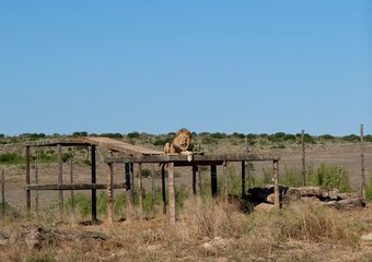 Lion laying higher up on a wooden platform, with its paws crossed. and tongue out