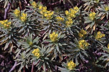 Euphorbia dendroides, also known as tree spurge