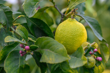 Citrus lemon fruits with leaves isolated, sweet lemon fruits on a branch with working path. 4