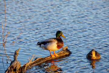 Mallard duck in the pond
