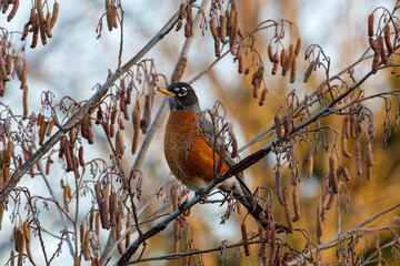 A robin sitting on a tree branch