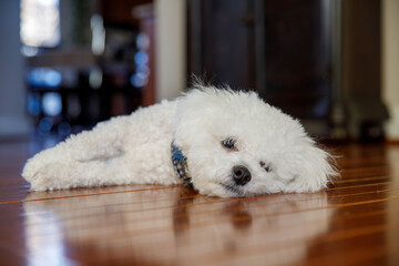 A dog lying down on floor