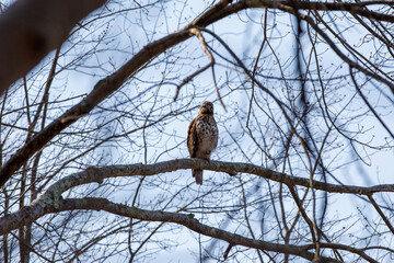 A hawk sitting on a tree