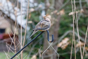 A dove sitting on a bird feeder