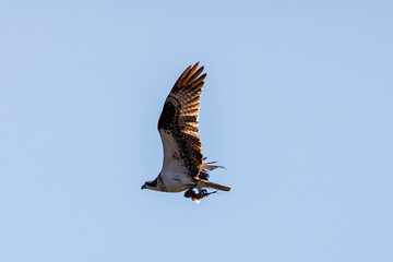 Osprey flying with fish