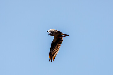 Osprey flying with fish