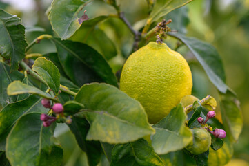 Lemon. Ripe Lemons hanging on tree. Growing Lemon 3