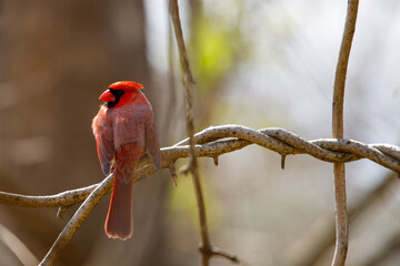 A cardinal sitting on a tree branch