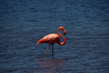 Single pink flamingo in blue salt water lagoon, Bonaire Island, Caribbean Netherlands
