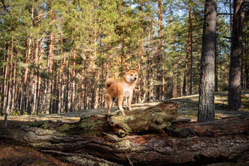 A red shiba inu dog is standing on fallen mossy tree in the forest on sunny spring day.