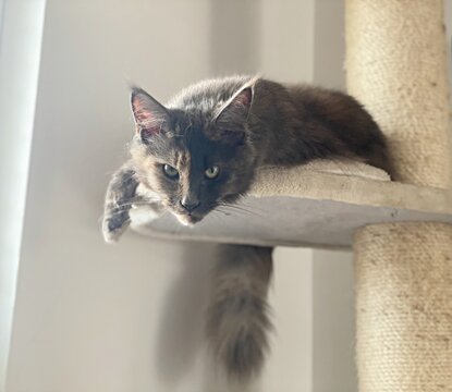 Can on cat tree