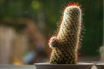 Two green blossoming cactus plants with sharp white prickles in pot closeup