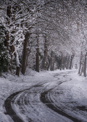 Fototapeta premium snow covered trees