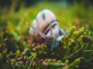 snail on a leafs