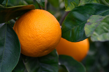 orange tree branches with ripe juicy fruits. natural fruit background outdoors.6