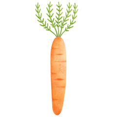 Watercolor Carrot Illustration Isolated on Transparent Background