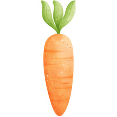 Watercolor Carrot Illustration Isolated on Transparent Background
