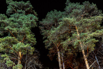 Naklejka premium Illuminated pine tops in the dark of night. Dramatic branches tree trunks with lights And black sky