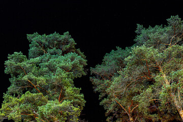 Fototapeta na wymiar Illuminated pine tops in the dark of night. Dramatic branches tree trunks with lights And black sky