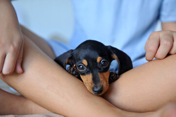  em casa com cachorro de estimação filhote fofo de Dachshund 