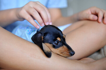  em casa com cachorro de estimação filhote fofo de Dachshund 