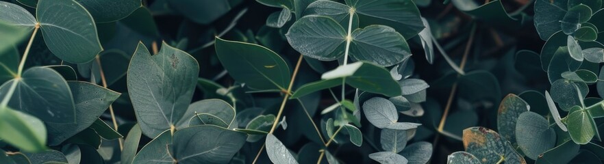 Fototapeta na wymiar green leaves, eucalyptus, fern,