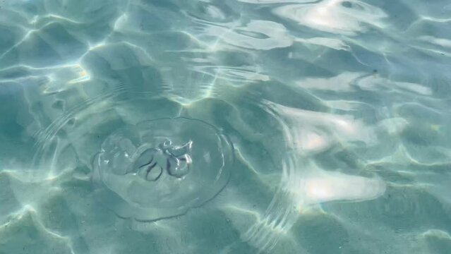 Jellyfish swimming in clear blue water, Caribbean sea, Varadero beach, Cuba