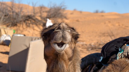 Close up of a dromedary camel (Camelus dromedarius) with a funny expression in the Sahara Desert,...