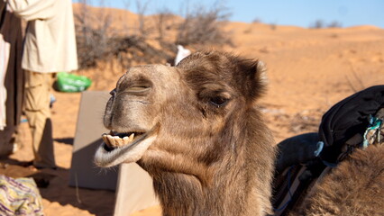 Close up of a dromedary camel (Camelus dromedarius) with a funny expression in the Sahara Desert, outside of Douz, Tunisia