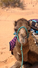 Close up of a dromedary camel (Camelus dromedarius) wearing a blue halter in the Sahara Desert,...
