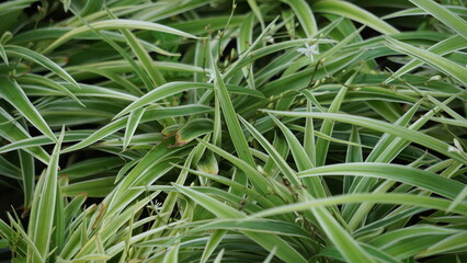 Chlorophytum comosum (spider plant, common spider plant, spider ivy, airplane plant, ribbon plant) in the flower pot