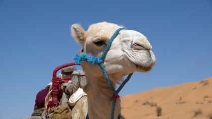 Close up of a dromedary camel (Camelus dromedarius) wearing a blue halter in the Sahara Desert, outside of Douz, Tunisia