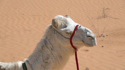 Close up of a dromedary camel (Camelus dromedarius) wearing a red halter in the Sahara Desert,...