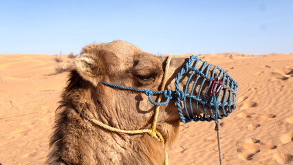 Dromedary camel (Camelus dromedarius) wearing a muzzle in the Sahara Desert, outside of Douz, Tunisia