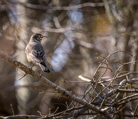 Robin