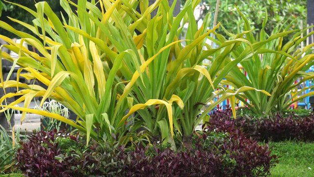 Crinum asiaticum (poison bulb, giant crinum lily, grand crinum lily, spider lily, Bulbine asiatica). The entire plant is toxic, especially the bulb, that can cause vomiting, abdominal pain, severe etc