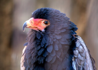 Bateleur Eagle (Terathopius ecaudatus) in Africa