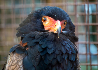 Bateleur Eagle (Terathopius ecaudatus) in Africa