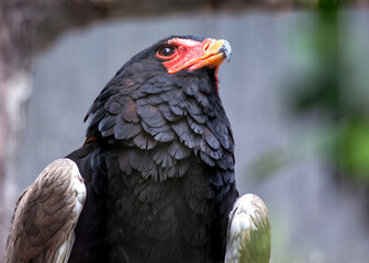 Bateleur Eagle (Terathopius ecaudatus) in Africa